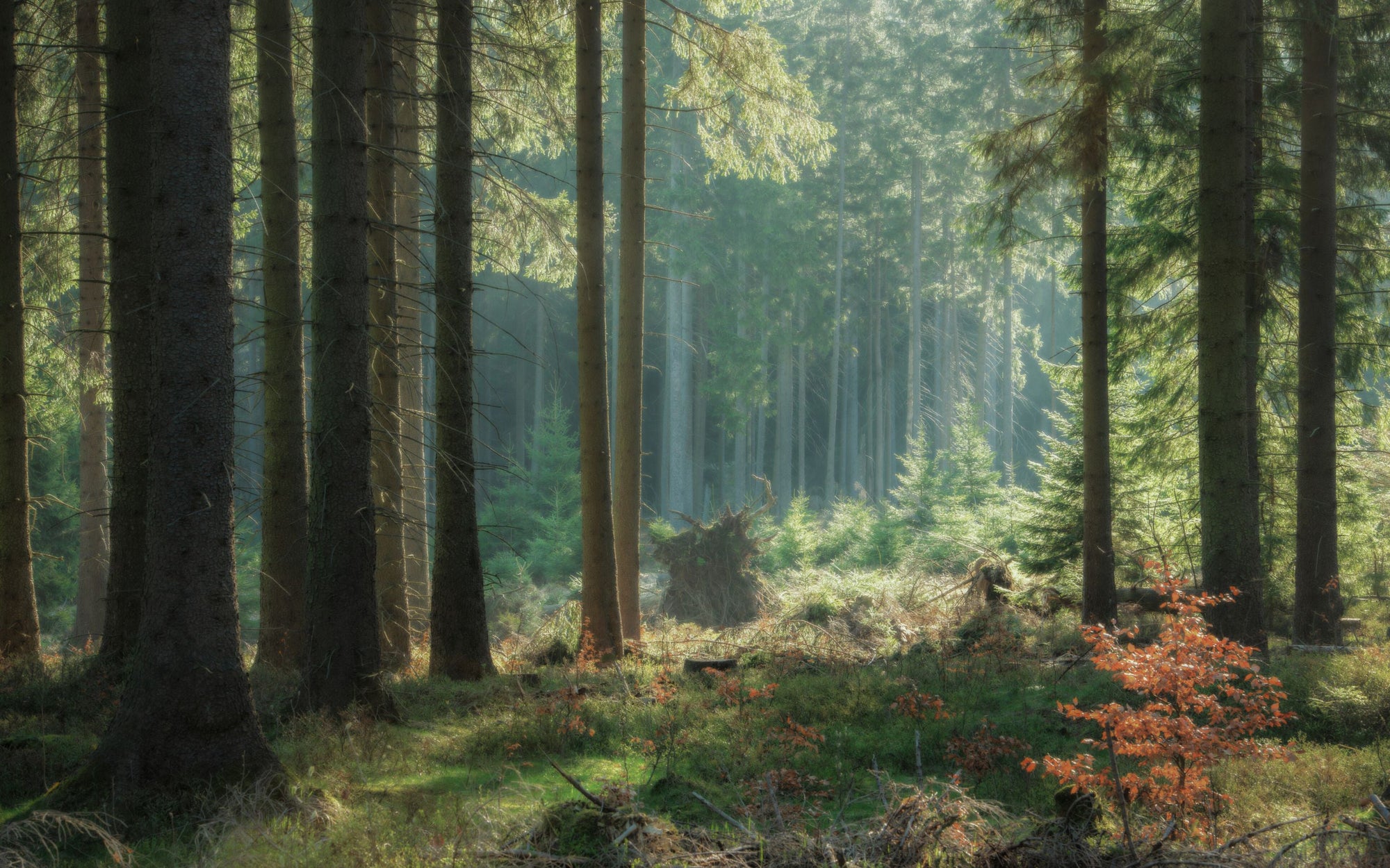 Nature’s Shield – The Power of Ergothioneine