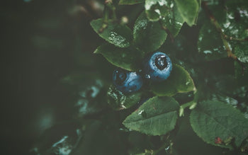 Maqui Berry - The Dry Eye Solution